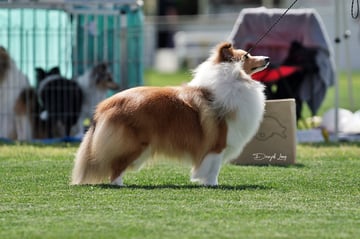 Lizneb Shetland Sheepdogs