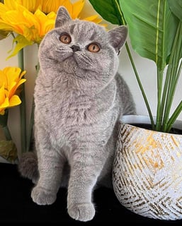 Lynx British Shorthair