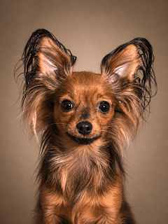 KATHMANDOG Russian Toys (Long Haired)