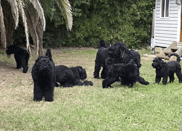 Ruslana Kennel - Black Russian Terriers 