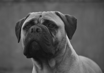 Nightquest Bullmastiffs - Cranbourne, VIC