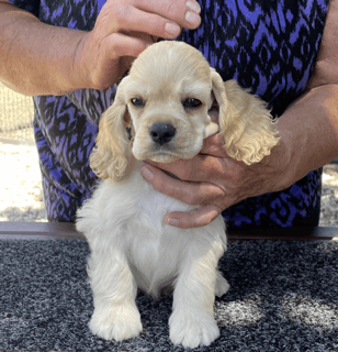 CHARNNAH American Cocker Spaniels and Gordon Setters - Allora, QLD