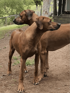 Marmatia Ridgebacks - Rhodesian Ridgeback Breeder - Queensland Australia