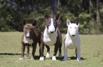 Daminabul Miniature Bull Terriers - Canberra, ACT