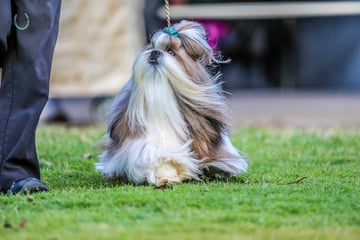 Tzutique Shih Tzu - Brisbane, QLD