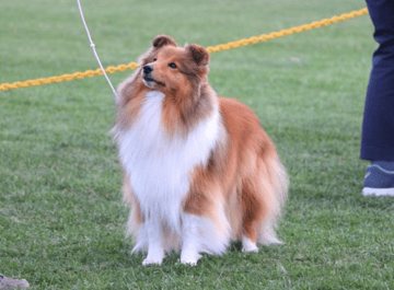 Sunland Shelties - Shetland Sheepdog Breeder Sunland Shelties - Shetland Sheepdog Breeder