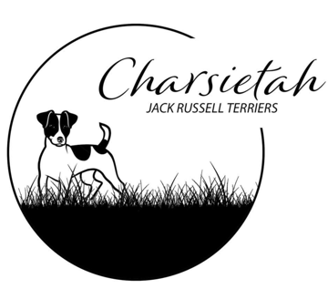 Charsietah Jack Russells - Burpengary, QLD