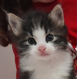 Aurorabo Norwegian Forest Cats - Perth, WA