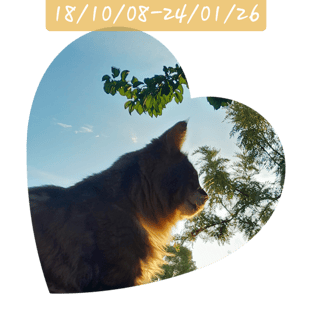 Aurorabo Norwegian Forest Cats - Perth, WA