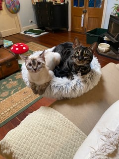 Wild Mountain Bengals - Mount Tamborine, QLD