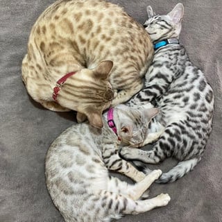 Larmagic Bengals