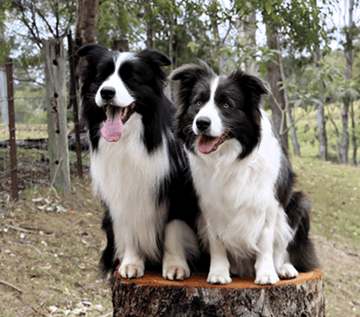 ABBYMOR BORDER COLLIES