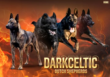 Darkceltic Dutch Shepherds