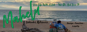 Mahelu Labrador Retrievers