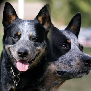 Kelprin Kennels - Australian Cattle Dog Breeder - QLD