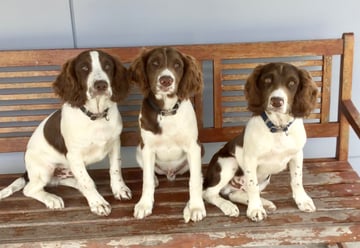 STRAITSWILL English Springer Spaniels