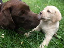 Lukilab Labrador Retrievers 