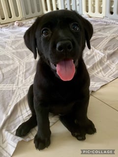 Chiot Labrador Retrievers