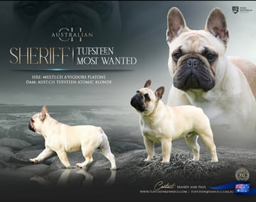 Tufsteen French bulldogs 