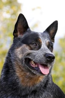 Riverlight Australian Cattle Dogs 