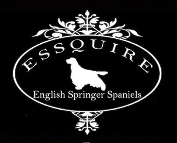 ESSQUIRE English Springer Spaniels 