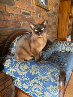 Cupples Burmese Cats