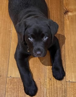 Labrador Breeder, Outer Eastern Metro Melbourne