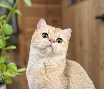 Smallcabin Cattery - British Shorthair Cat Breeder