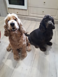 Charlisangl Cocker Spaniels