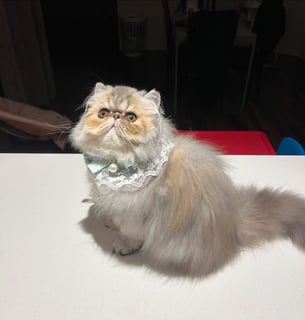 Snuffles persian and exotic Cattery - Sydney, New South Wales