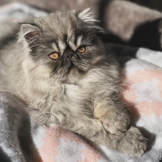 Snuffles Persians and Exotics cattery - Sydney, New South Wales