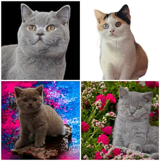 Ausbrit Cattery - British Shorthair Cats