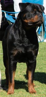 Klimkie Rottweilers