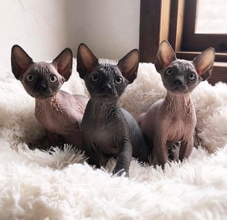 Purrphynx Sphynx Cats Australia