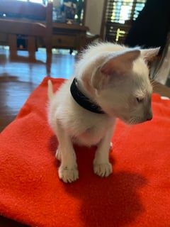 FULLCIRCLE SIAMESE CATTERY
