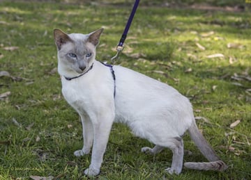 FULLCIRCLE SIAMESE CATTERY