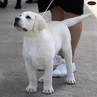 Woodsview Labradors
