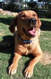 LABS OF VALOUR LABRADORS