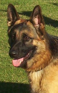 Debbar German Shephards - Breeder - Warwick, QLD