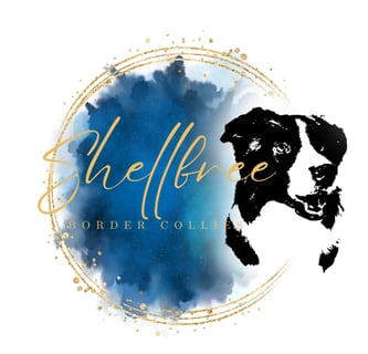 Shellbree Border Collies