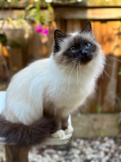 Nicsha Birmans Nicsha Birmans