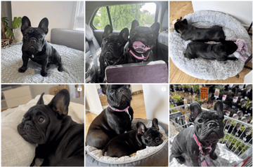 Dollyvista French Bulldogs