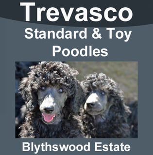 Trevasco - Poodle & Toy Poodle Breeder - Rockhampton, QLD