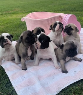 Scenic Rim French Bulldogs