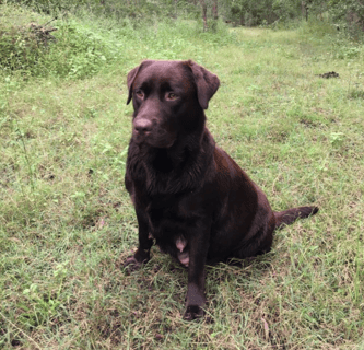 Galgababa Labradors, Queensland