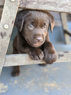 Labrador Breeder