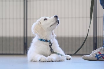 Mindful Puppy School, Crows Nest NSW