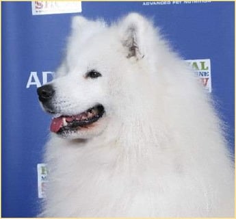 Snocozy Samoyeds