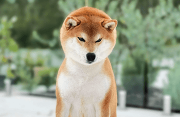 Orienta Shiba Inu