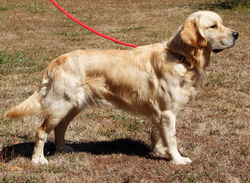 Ambrecreek Golden Retrievers - ANKC